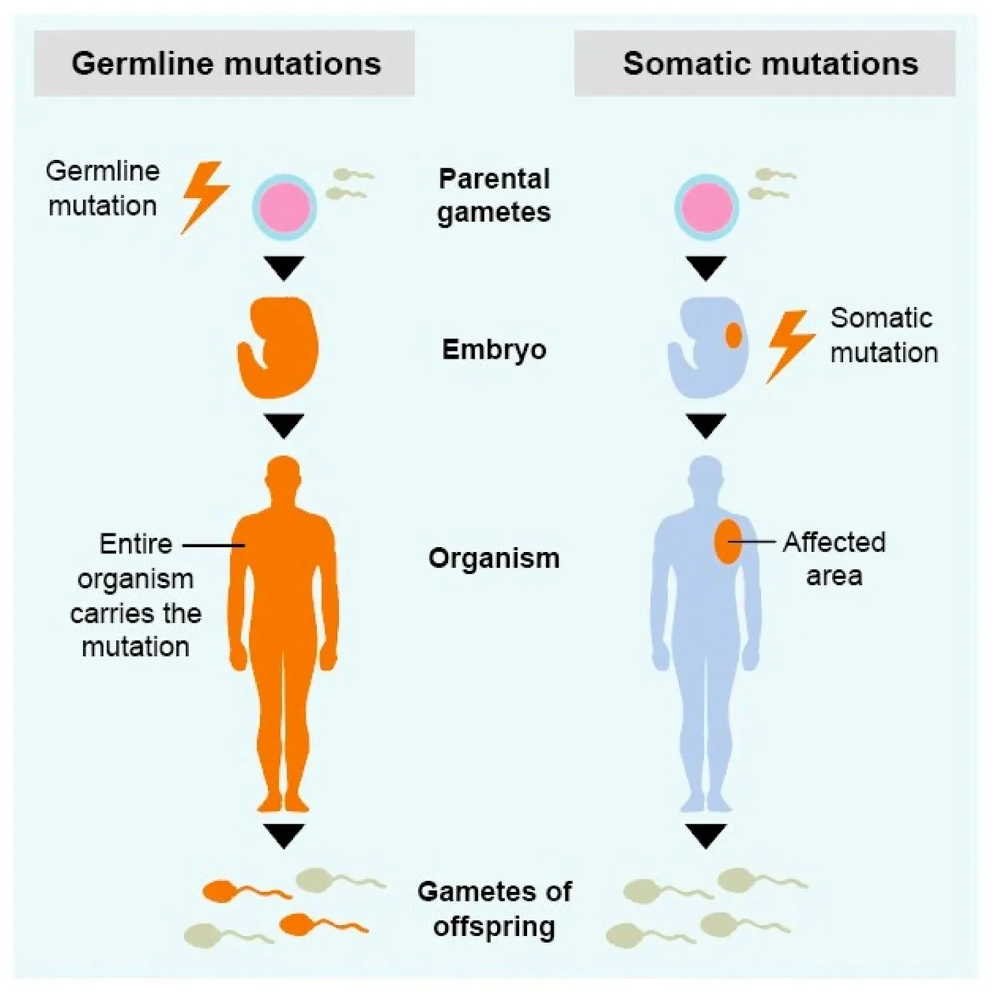 germline gene therapy diagram